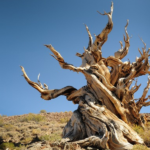 Ancient Bristlecone Pines