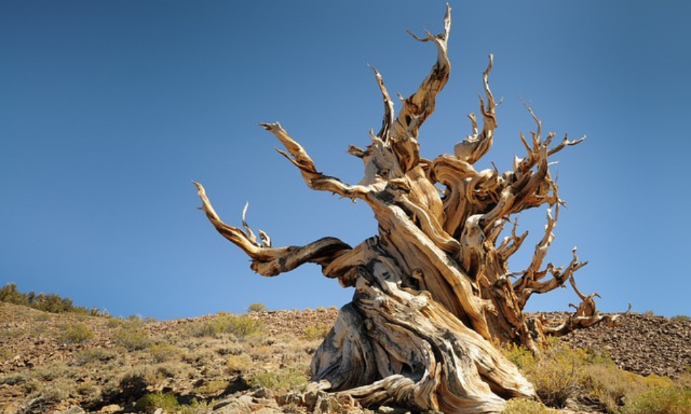 Ancient Bristlecone Pines