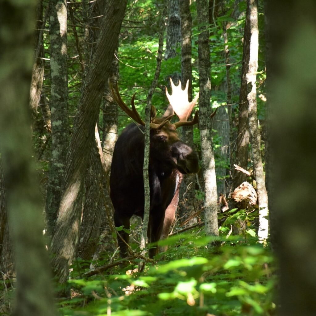 ultimate guide to wildlife watching on Isle Royale National Park