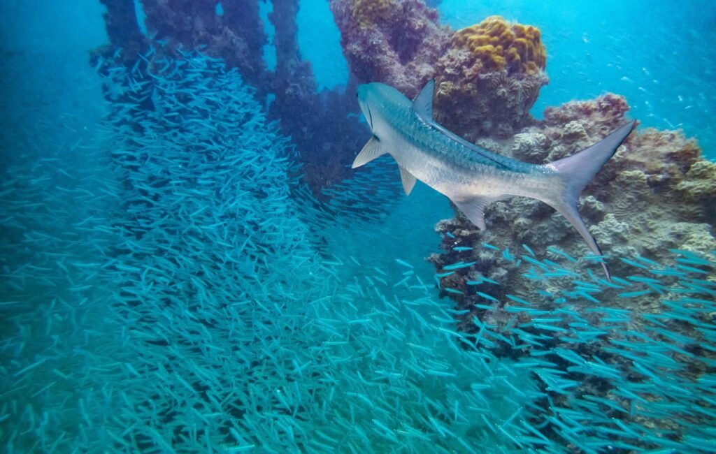 Guide to Snorkeling in Dry Tortugas Park