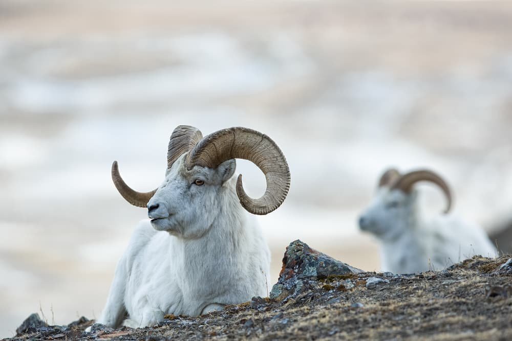 guide to visit Wrangell St Elias Park