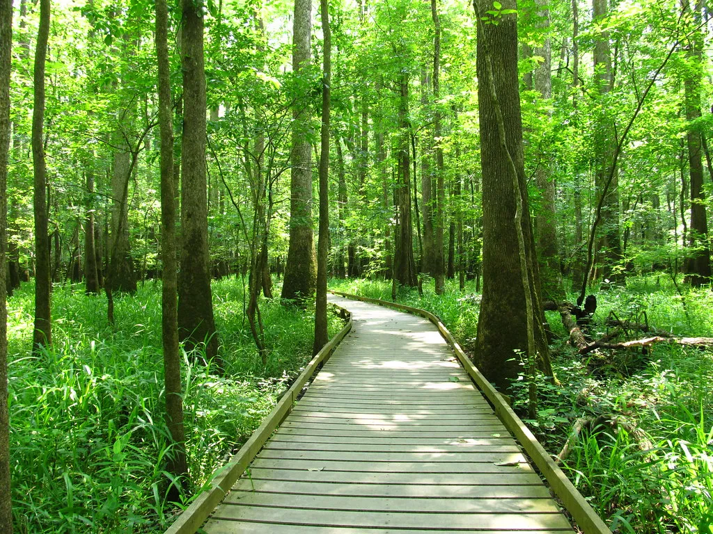 wildlife watching in Congaree Park