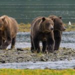 Guide For Bear Watching in Katmai National Park, Alaska: The Best Spots and Seasons