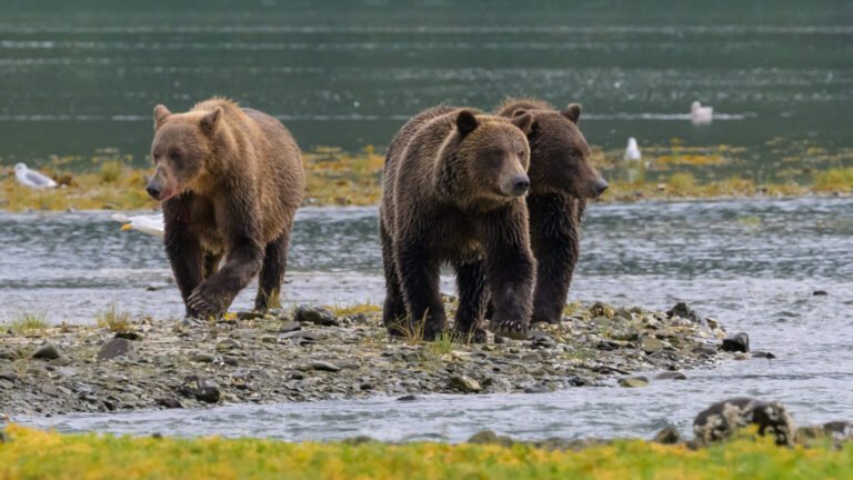 Guide For Bear Watching in Katmai National Park, Alaska: The Best Spots and Seasons