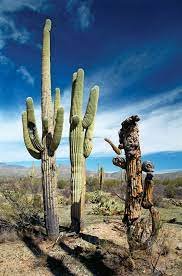 7 Hiking Trails in Saguaro National Park