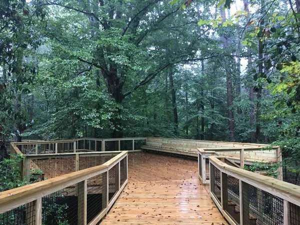 wildlife watching in Congaree Park