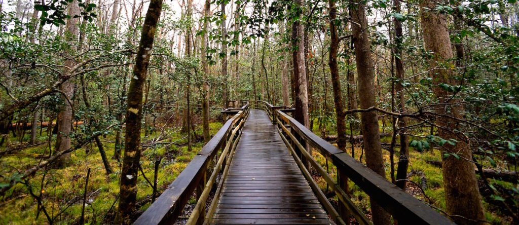 wildlife watching in Congaree Park