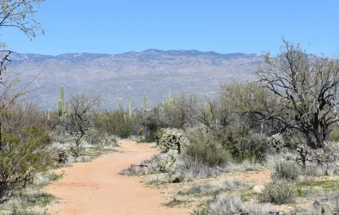 7 Hiking Trails in Saguaro National Park