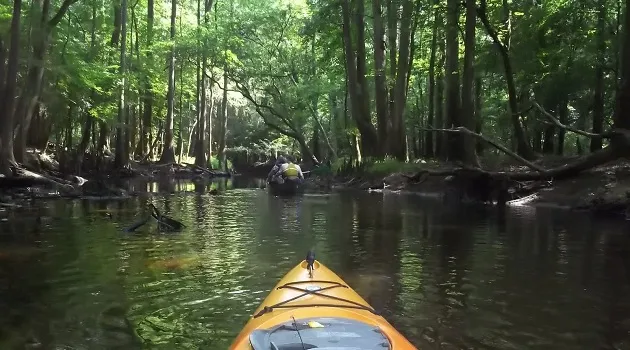 wildlife watching in Congaree Park