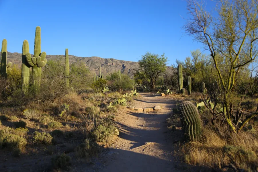 7 Hiking Trails in Saguaro National Park