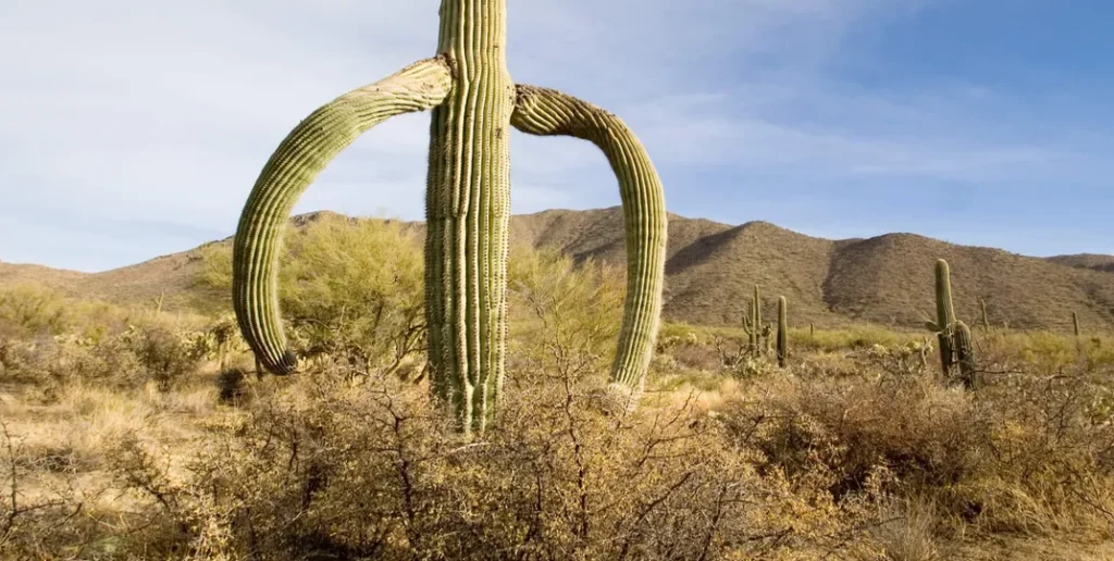 7 Hiking Trails in Saguaro National Park