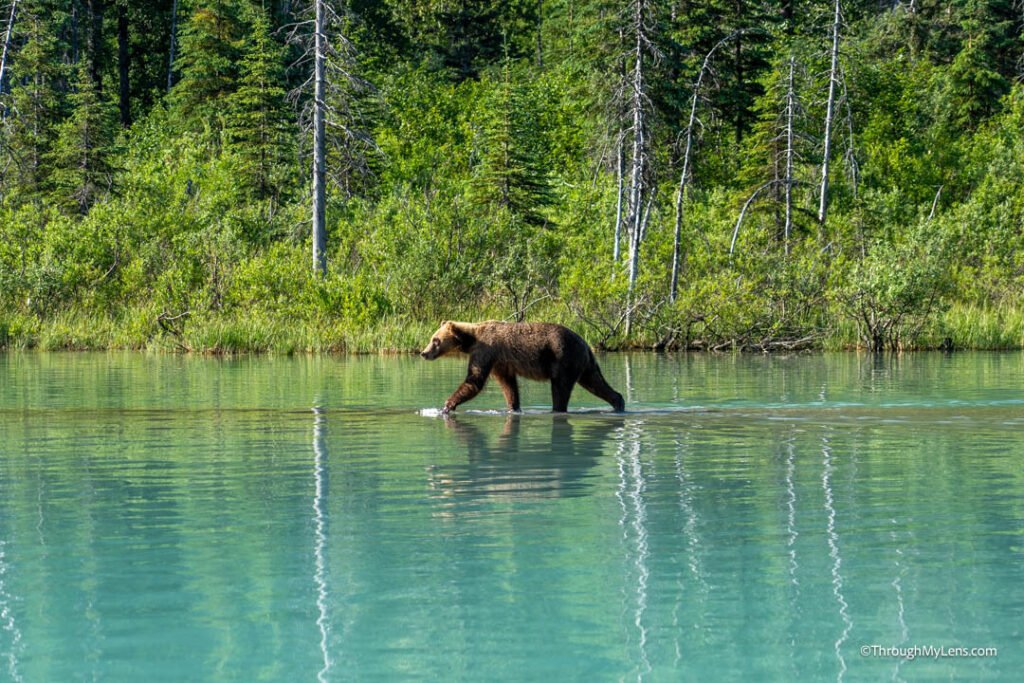 bear watching in Katmai National Park