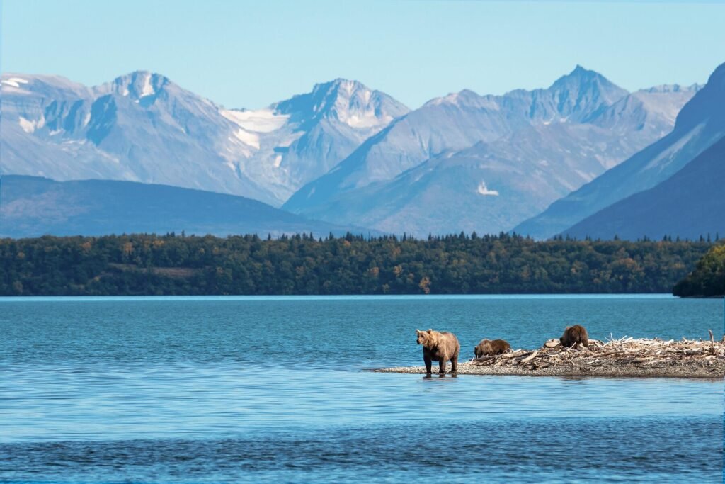 bear watching in Katmai National Park