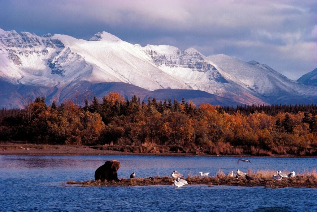 bear watching in Katmai National Park