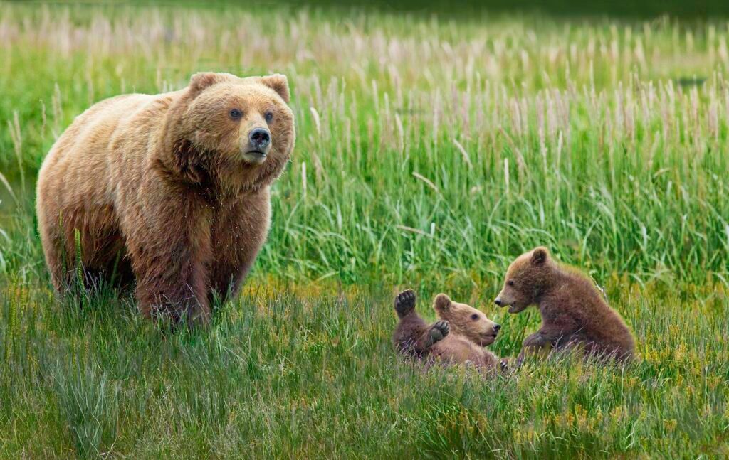 bear watching in Katmai National Park