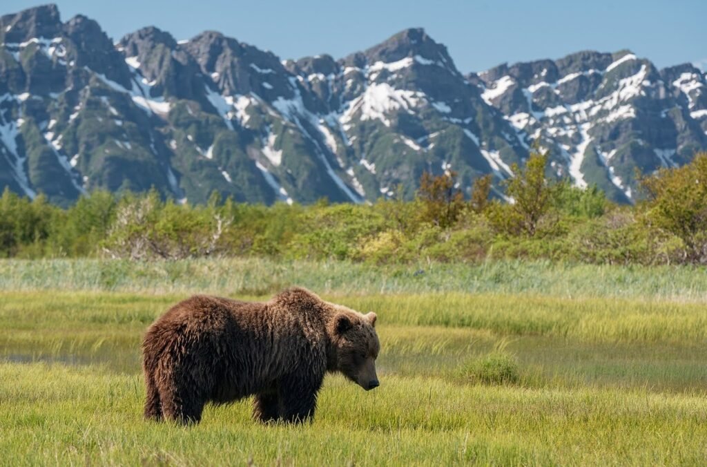 bear watching in Katmai National Park