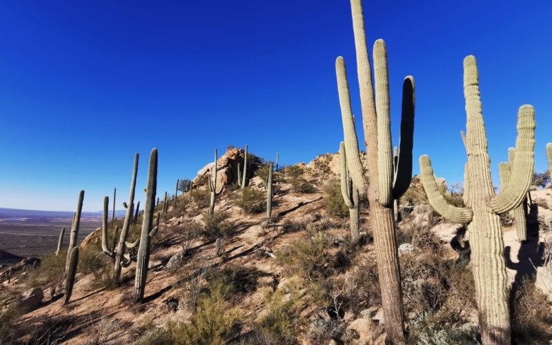 7 Hiking Trails in Saguaro National Park