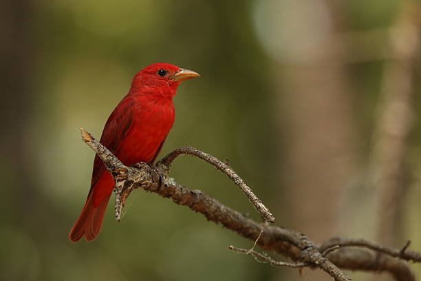 wildlife watching in Congaree Park